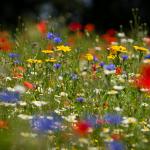 Wildflowers